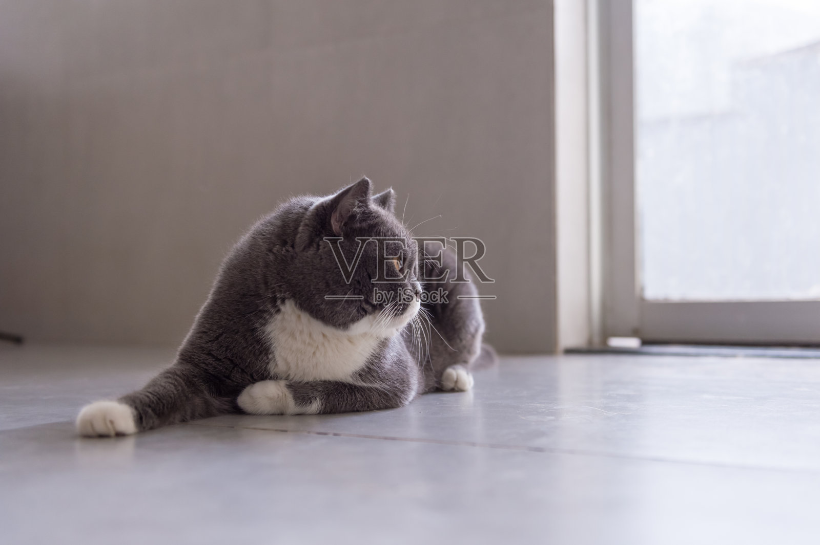 灰色英国短毛猫，室内照片摄影图片