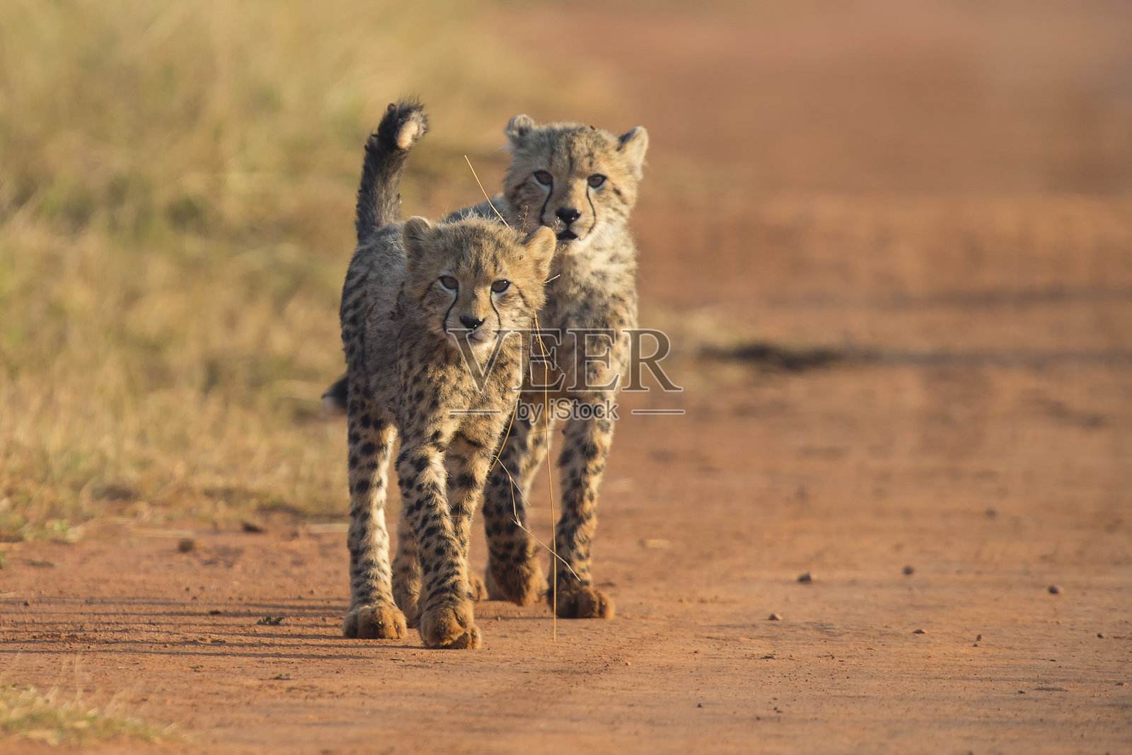 两只猎豹幼崽清晨在一条土路上玩耍照片摄影图片