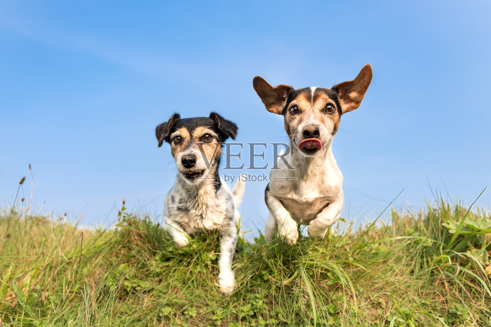 8岁和10岁的杰克·罗素——发型:折而光滑——两只可爱的小猎狗在蓝天下的草地上欢快地奔跑跳跃，越过障碍照片摄影图片