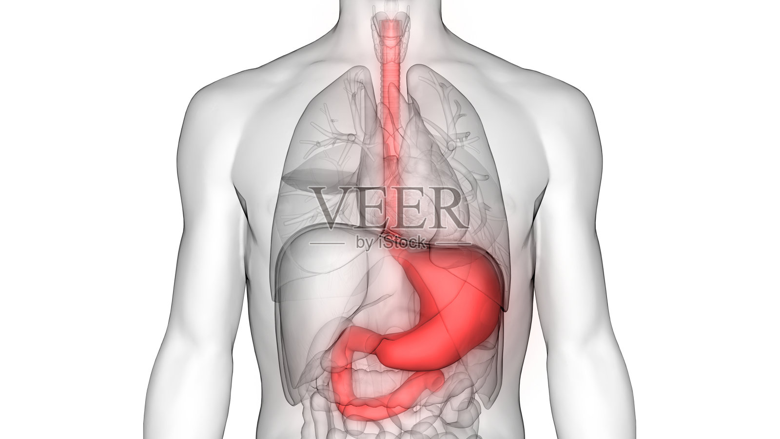 人体消化系统(胃解剖学)照片摄影图片