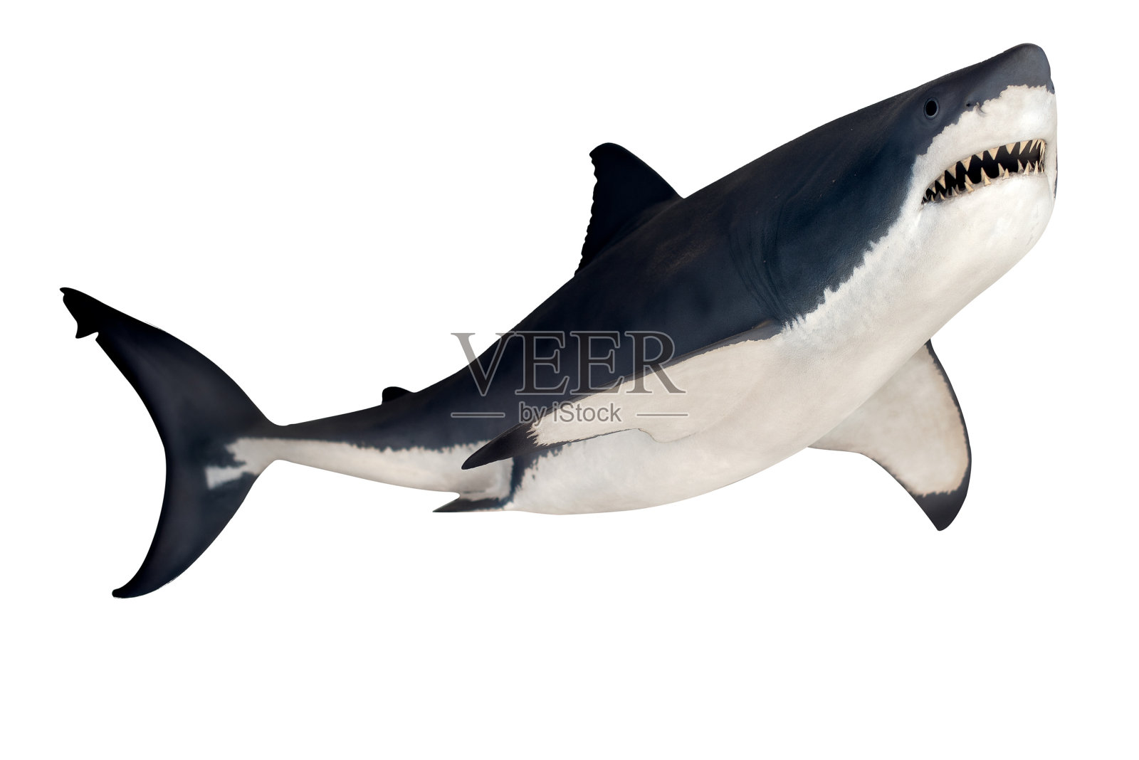鲨鱼孤立在白色背景照片摄影图片