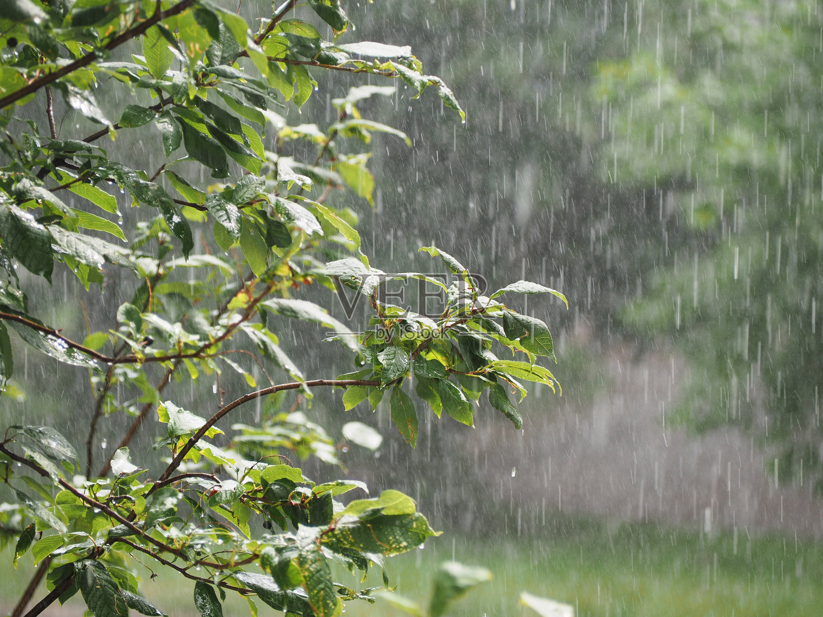 在花园里淋浴。倾盆大雨，夏天瓢泼大雨照片摄影图片