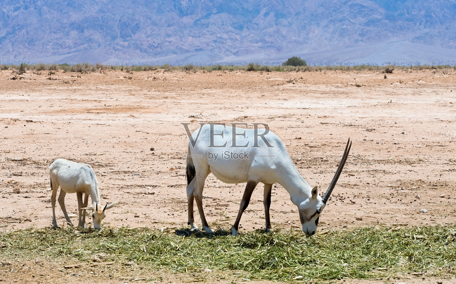 羚羊，阿拉伯大羚羊(羚羊)与婴儿在自然保护区，埃拉特，以色列照片摄影图片
