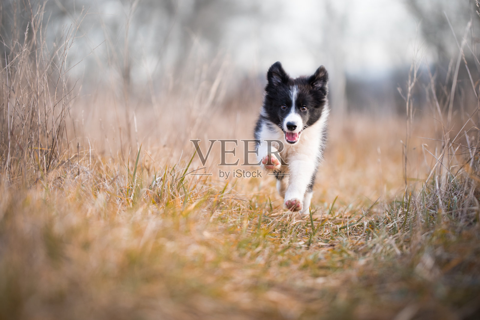 冬季奔跑的边境牧羊犬幼犬照片摄影图片