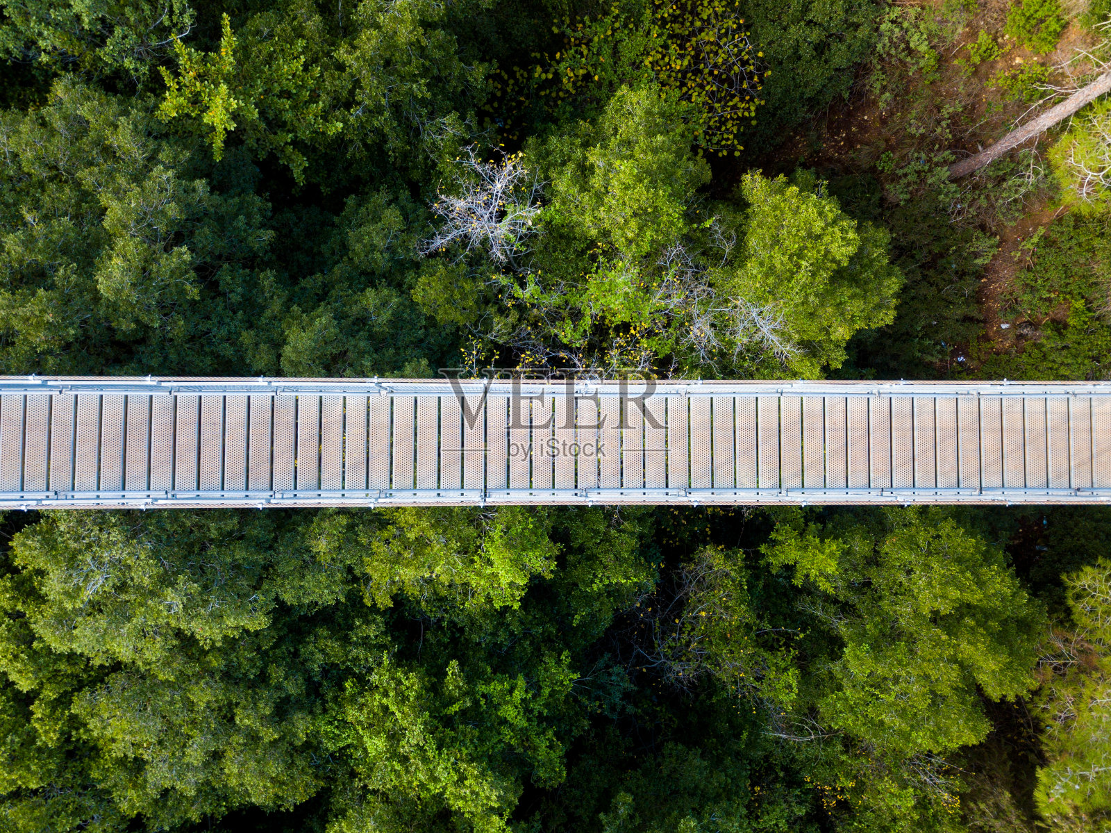吊桥环绕绿色森林照片摄影图片