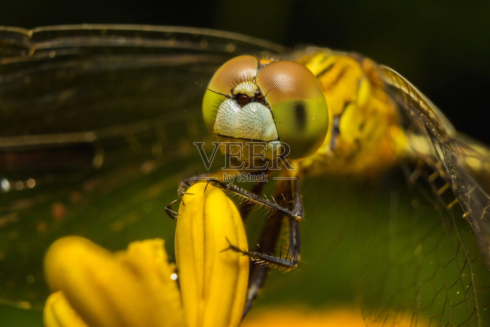 黄色蜻蜓在花上的特写照片摄影图片