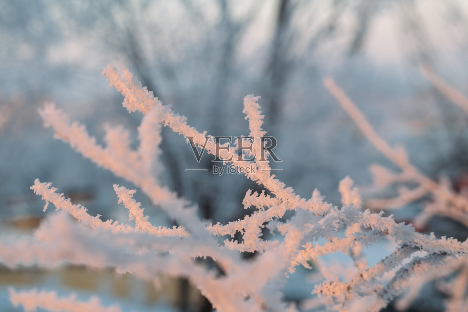 冬天的景象-结霜的松枝。照片摄影图片