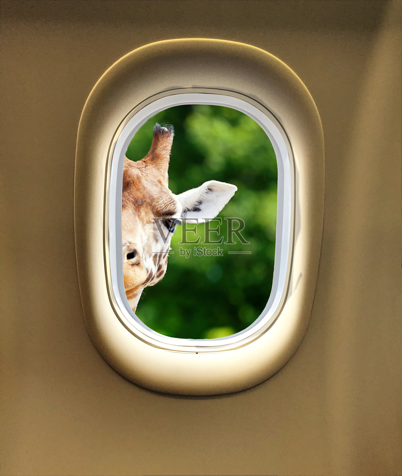 长颈鹿偷窥飞机窗户照片摄影图片
