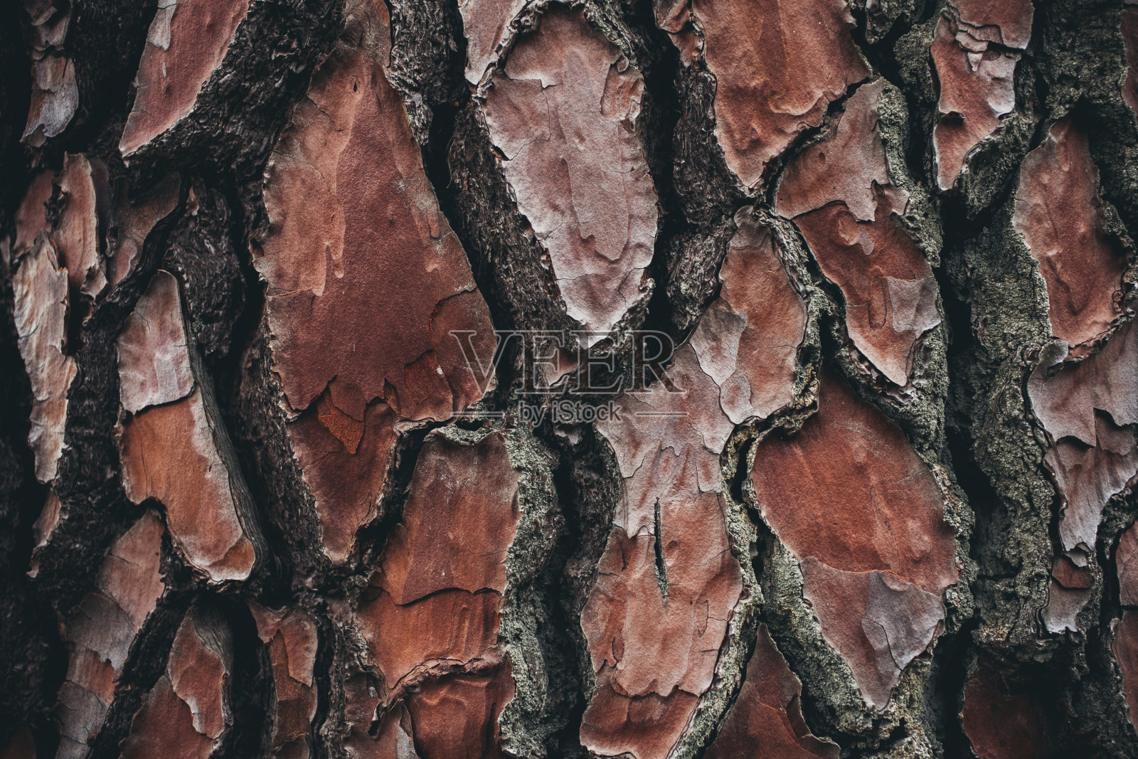 松树树皮纹理。松树的背景。抽象的纹理和背景为设计师。自然的模式。有机抽象结构。松树树皮纹理的宏观视图。照片摄影图片