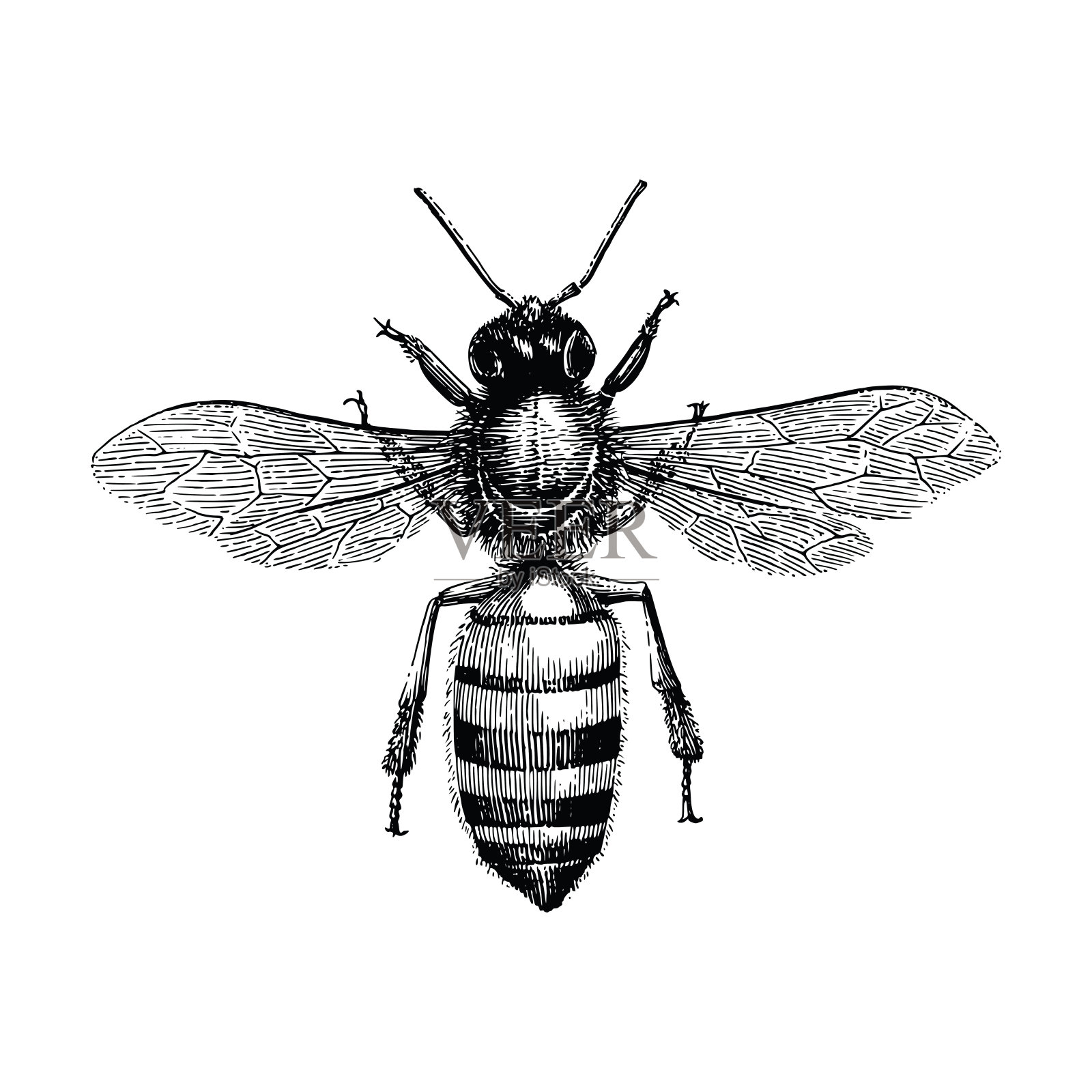 蜜蜂手绘古董版画插图孤立在白色的背景插画图片素材