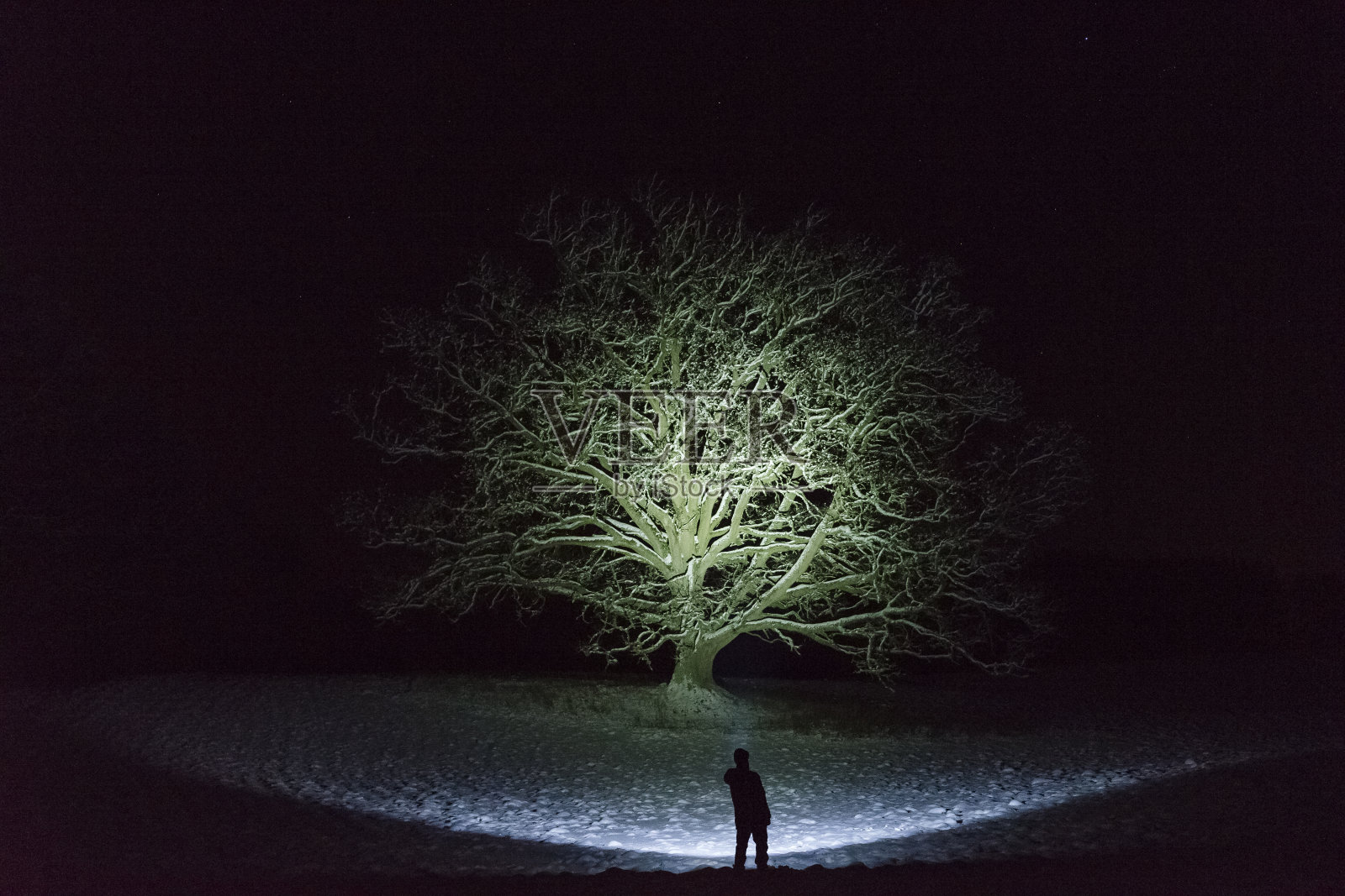 在瑞典斯堪的那维亚的冬天，一个人站在户外，用手电筒照树照片摄影图片