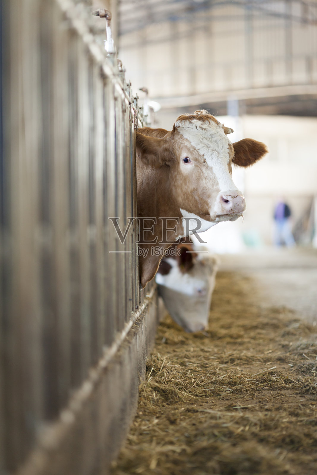 西门塔尔牛的牛照片摄影图片