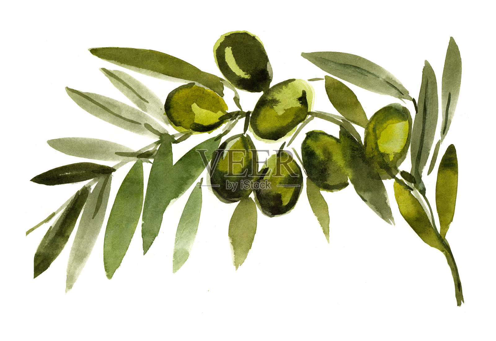橄榄枝，橄榄，小品，地中海食物插画图片素材