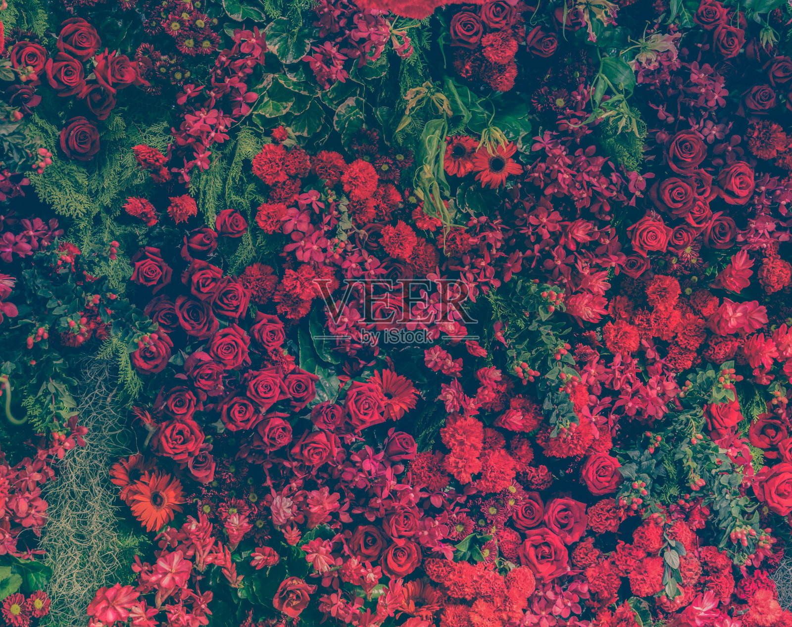 美丽新鲜的红玫瑰和不同类型的红花装饰花园墙照片摄影图片