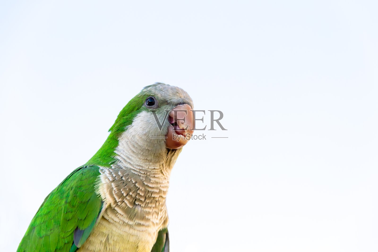 鹦鹉肖像的绿色和蓝色的羽毛白色的背景照片摄影图片