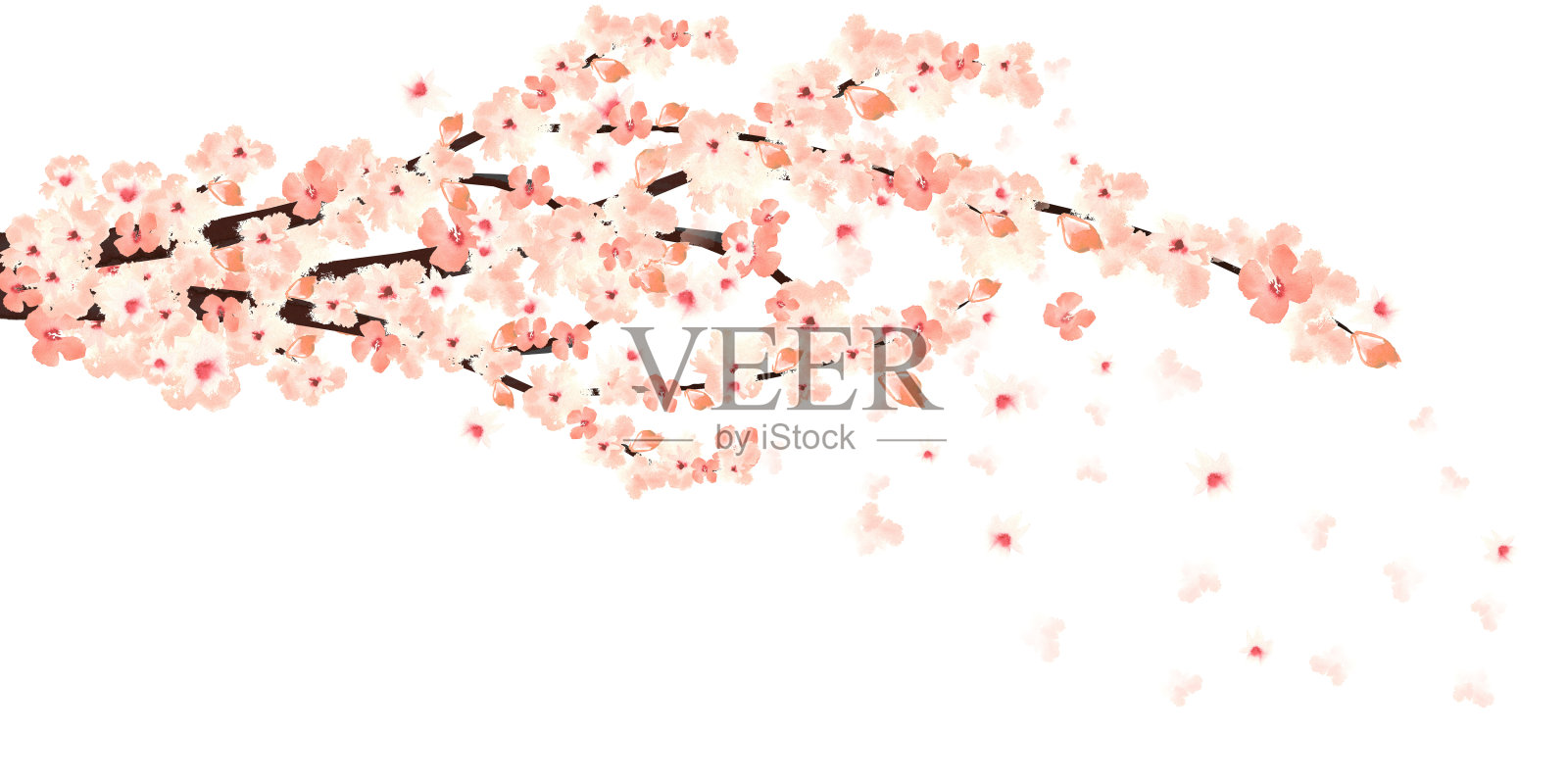 樱花树的树枝，盛开着飞舞的花瓣插画图片素材