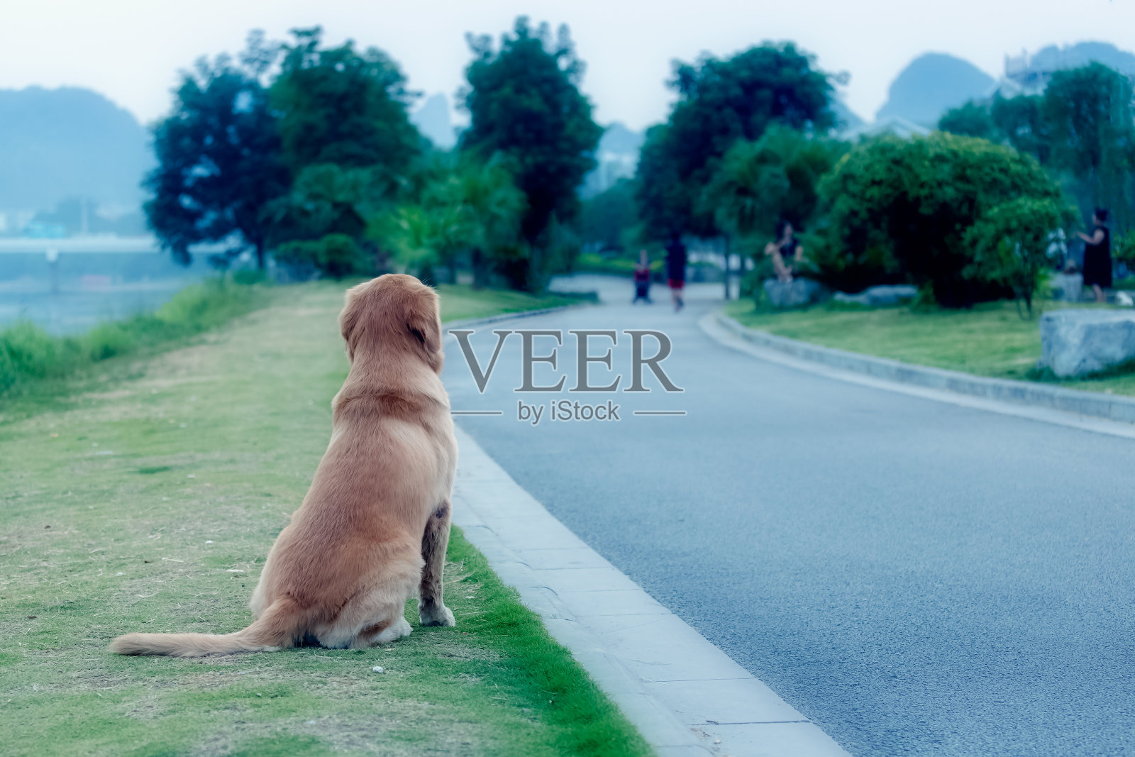 一只金毛猎犬坐在路边的草地上照片摄影图片