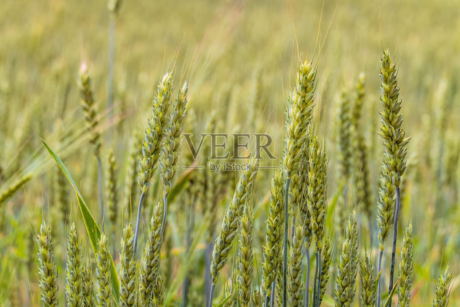 成熟的麦穗的绿色。农田种植背景与有限的景深。谷物田的特写。照片摄影图片