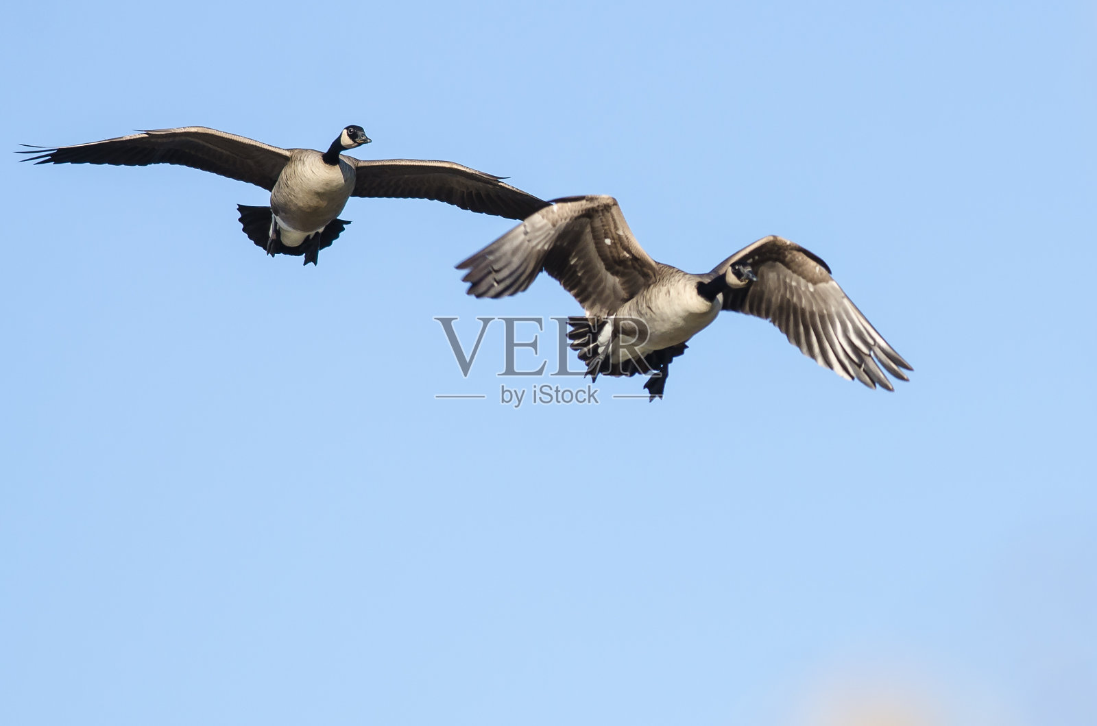 两只加拿大雁在蓝天上飞翔照片摄影图片