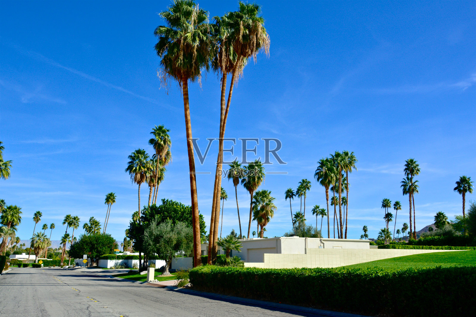 中世纪现代住宅，棕榈树街景棕榈泉，南加州，美国照片摄影图片
