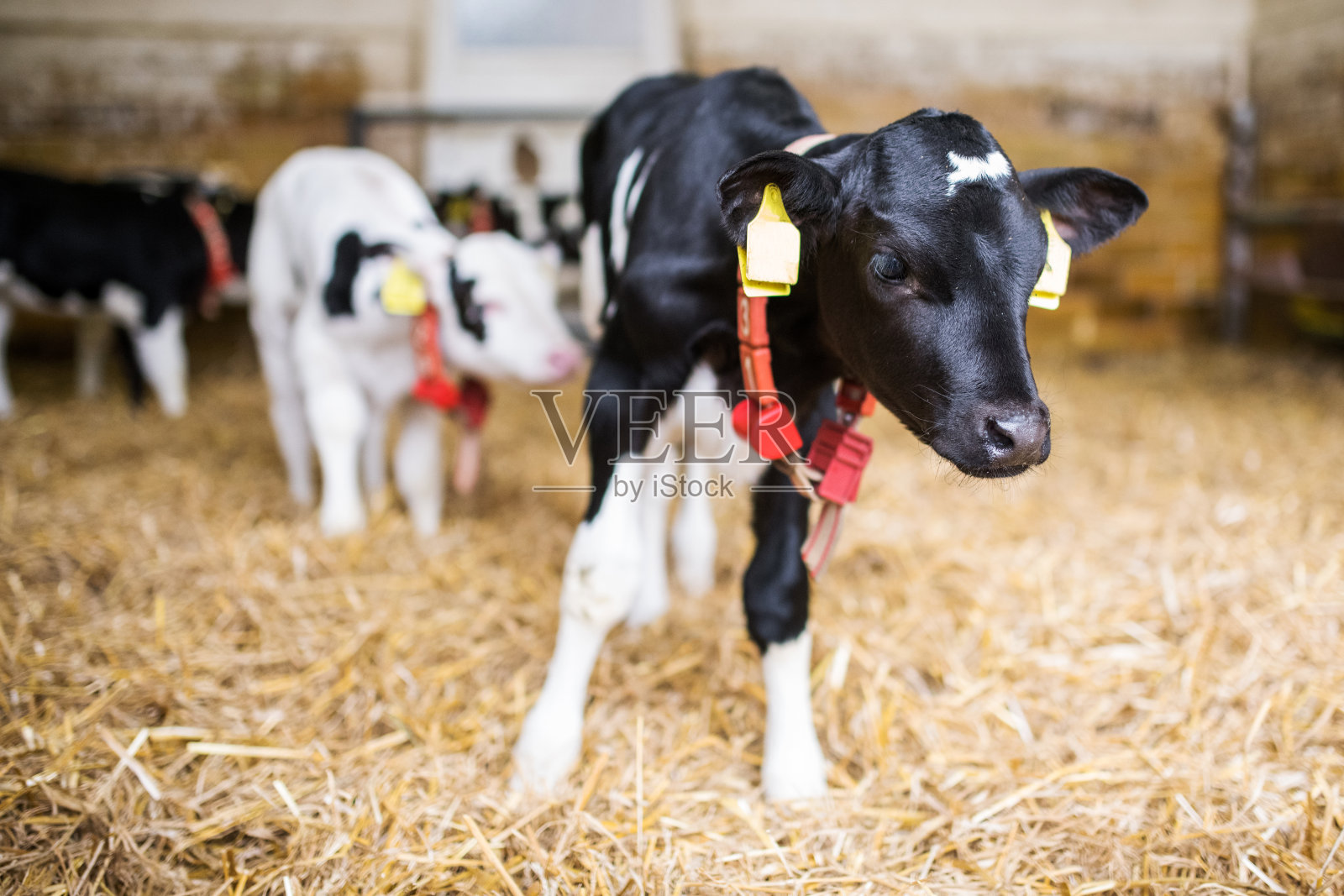 德国，欧洲，牲口棚里的小牛犊照片摄影图片