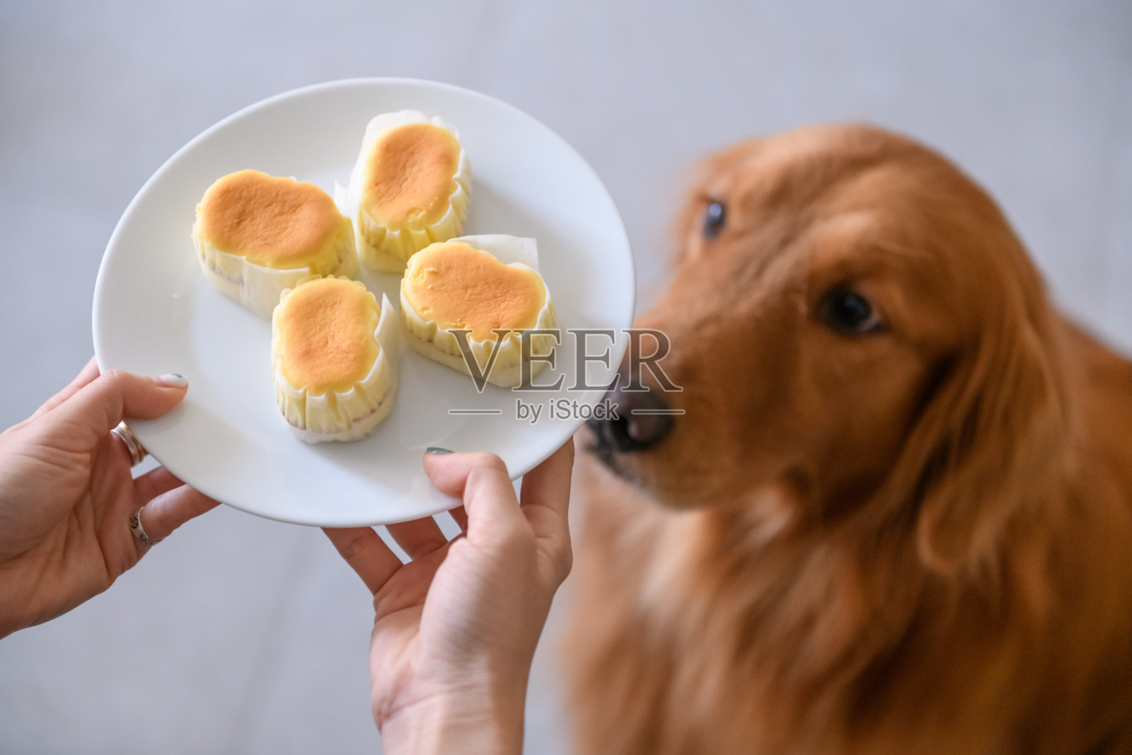 金毛寻回犬和蛋糕照片摄影图片