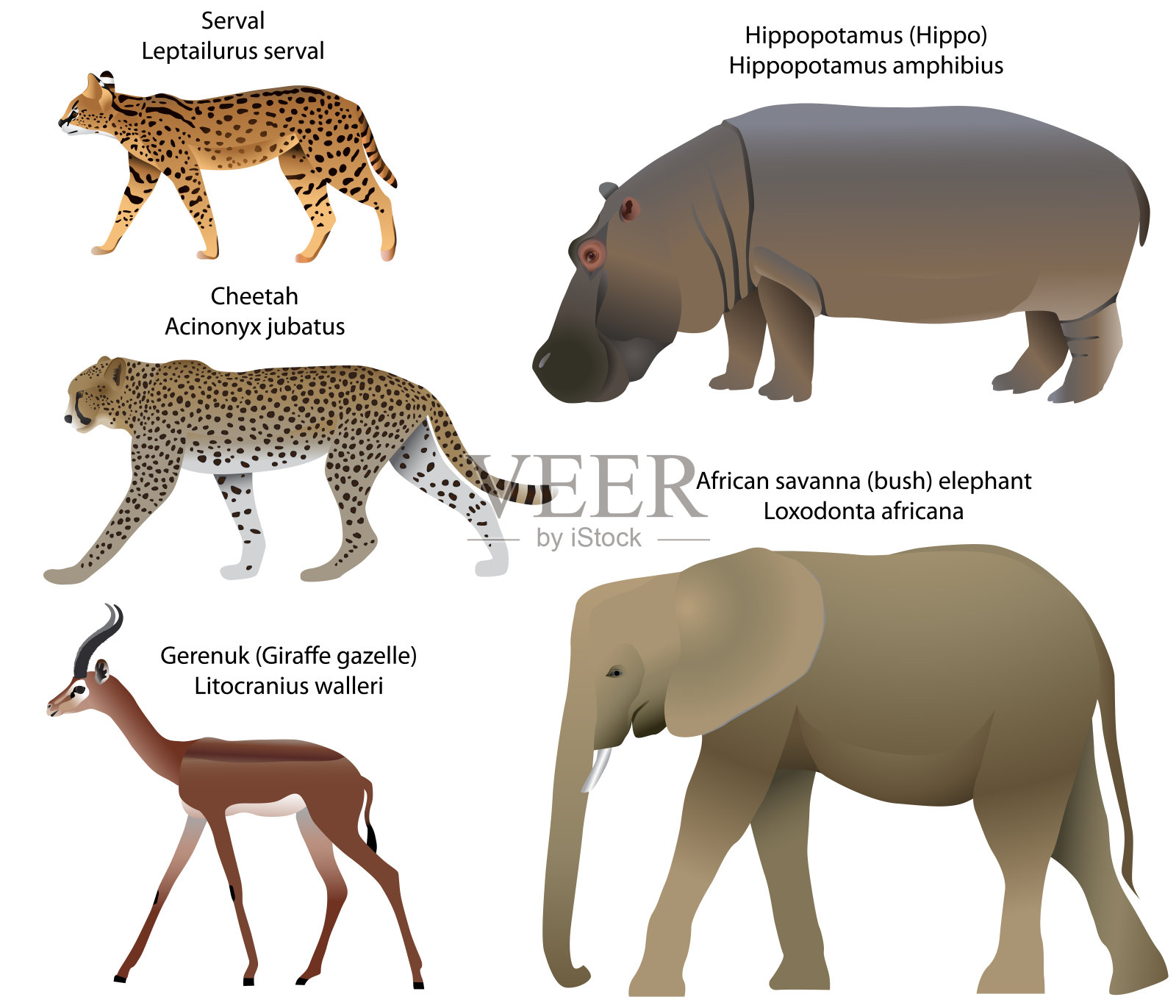 非洲的动物插画图片素材