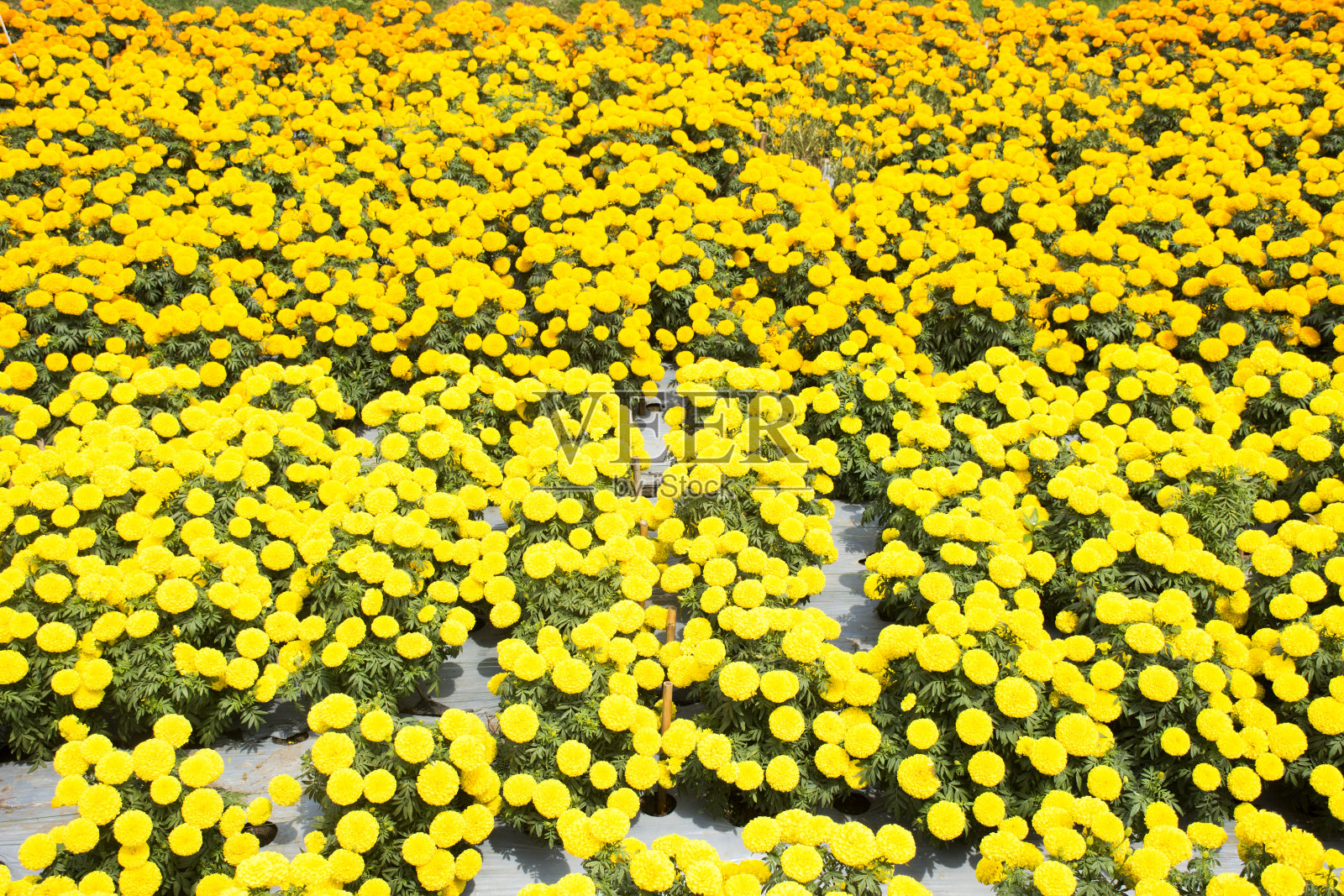 万寿菊是花园里的万寿菊照片摄影图片