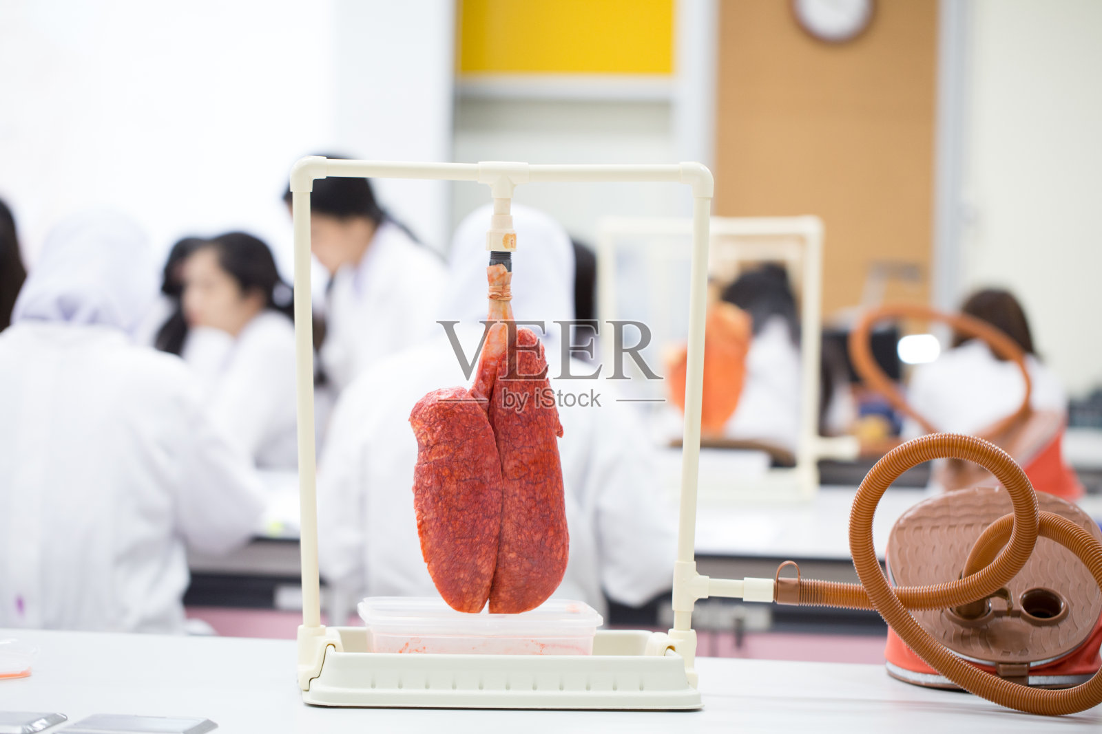 肺和呼吸系统实验室教学。照片摄影图片