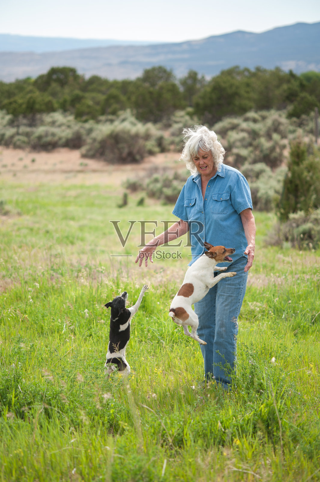 在田野里和她的狗的年长妇女照片摄影图片