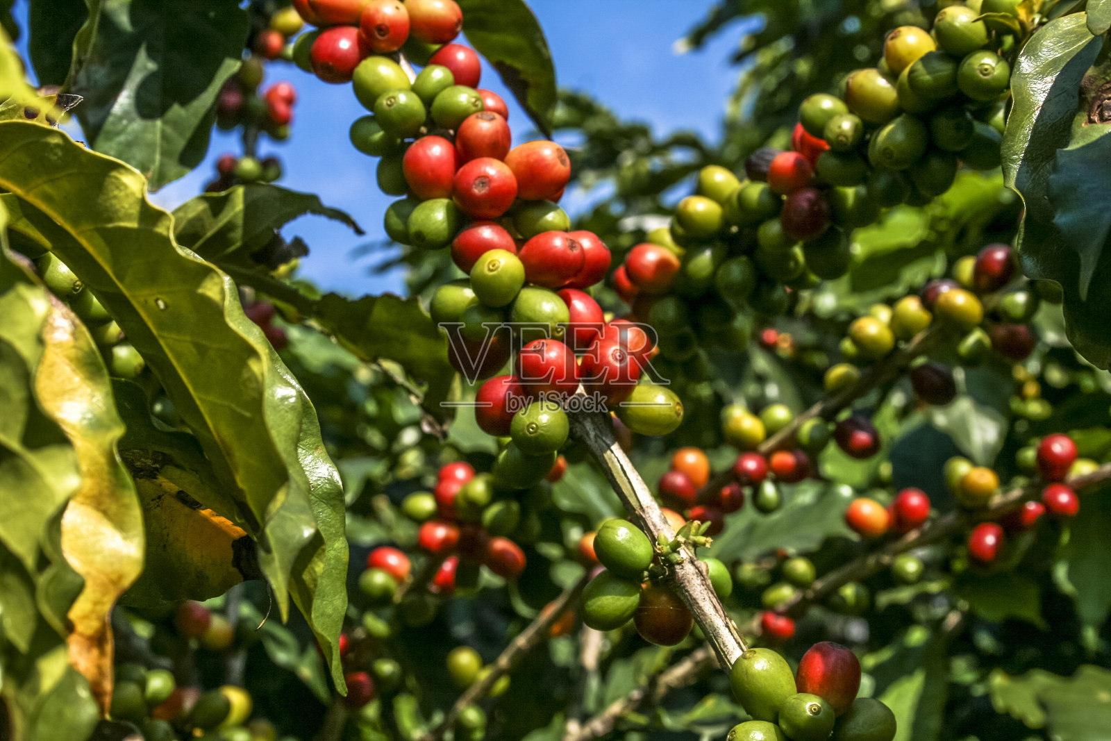 咖啡树上的咖啡豆照片摄影图片