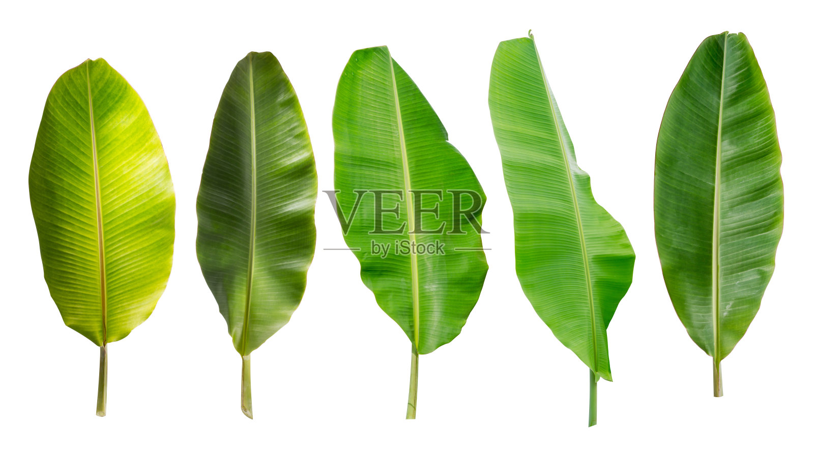 收集在白色背景上分离的香蕉叶。热带植物照片摄影图片