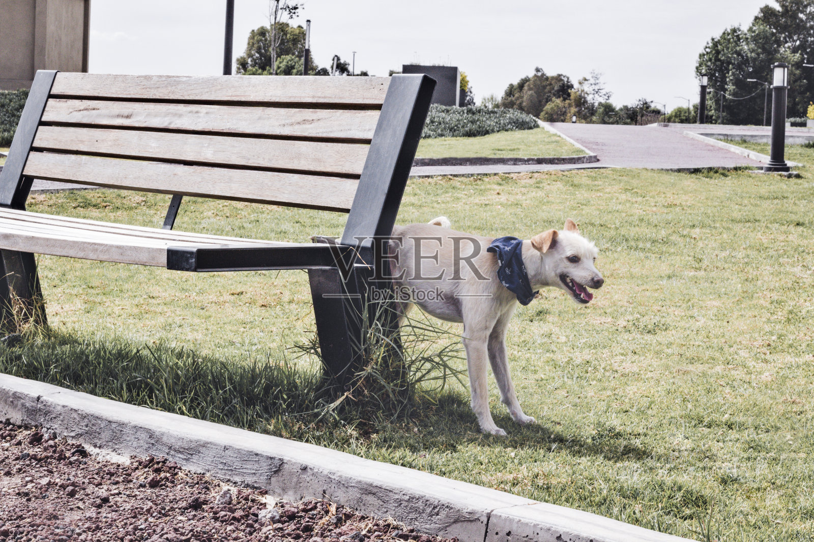 狗在公园的长凳上啾啾叫照片摄影图片