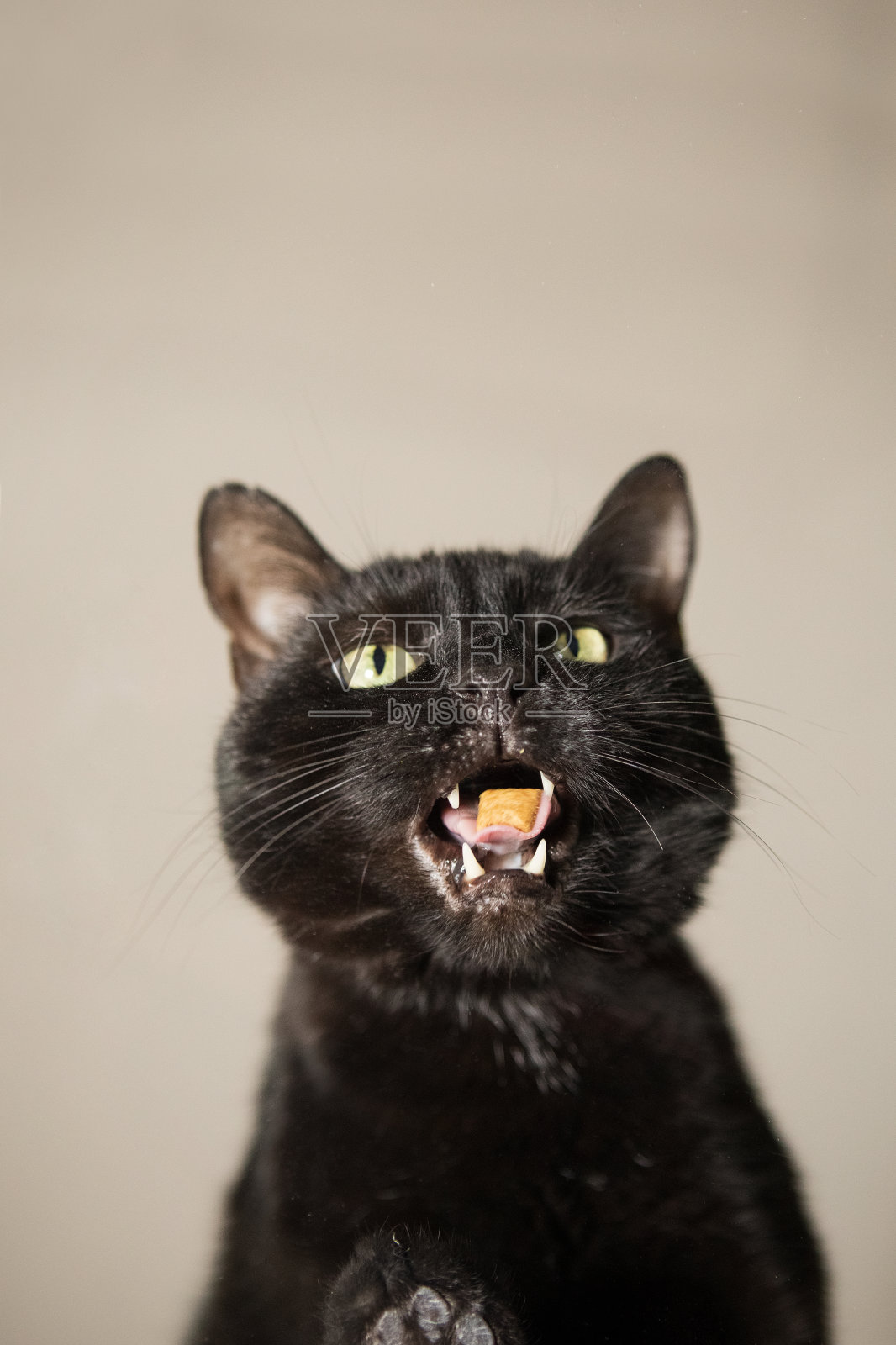 黑猫嚼糖照片摄影图片