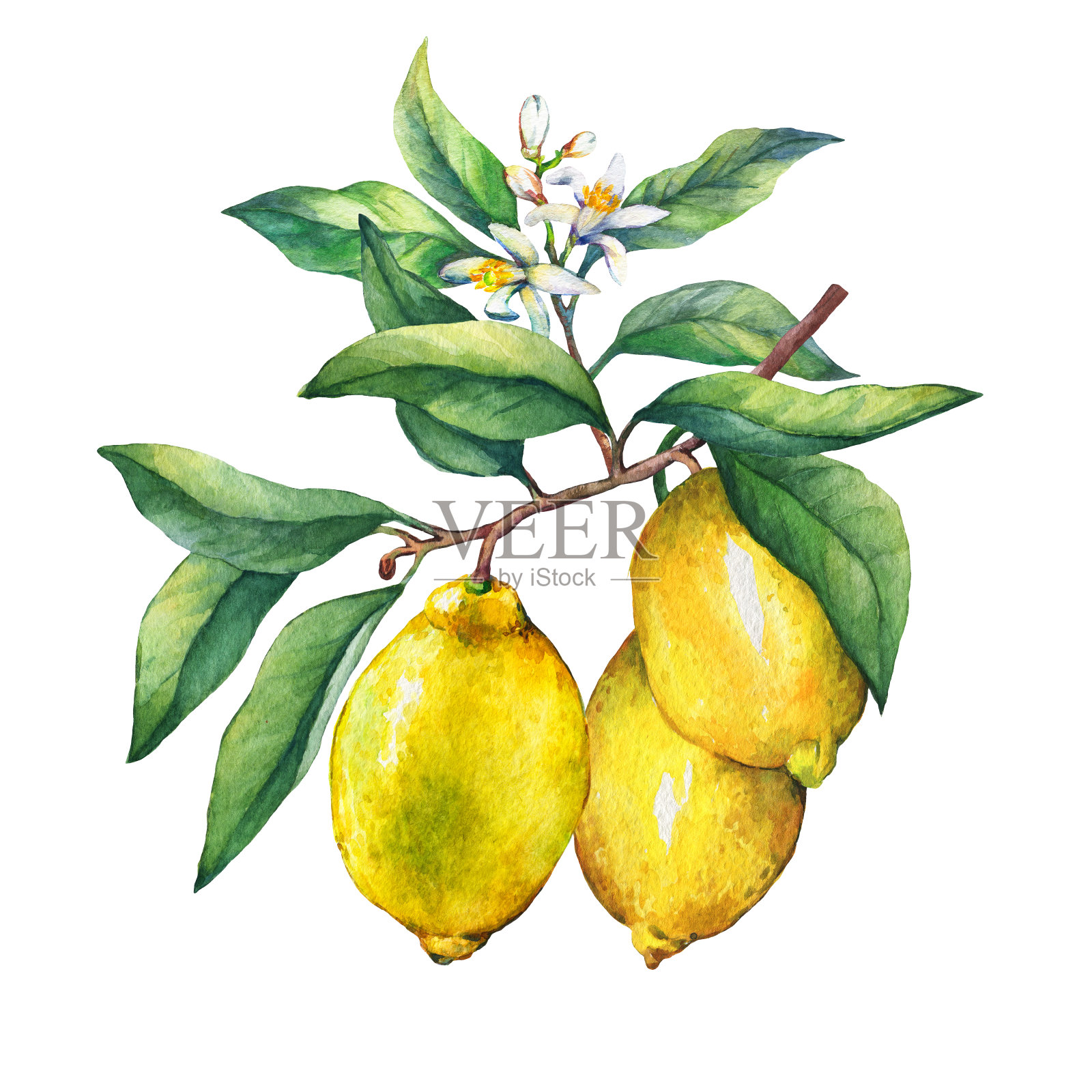 新鲜的柑橘类水果，在树枝上的柠檬水果，绿色的叶子，芽和花。手绘水彩画在白色的背景。插画图片素材