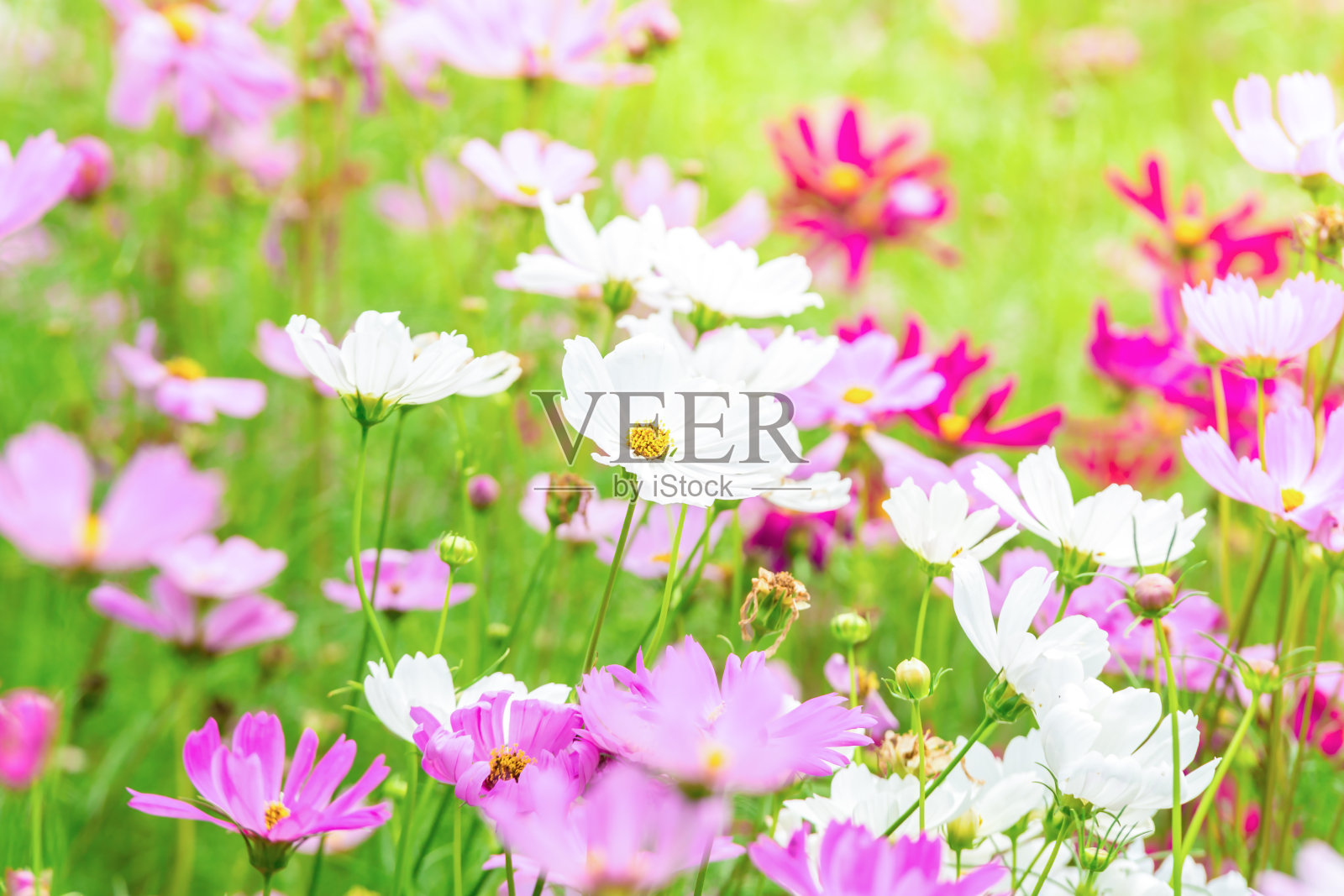 粉红色和白色的宇宙花在花园里，美丽的花照片摄影图片