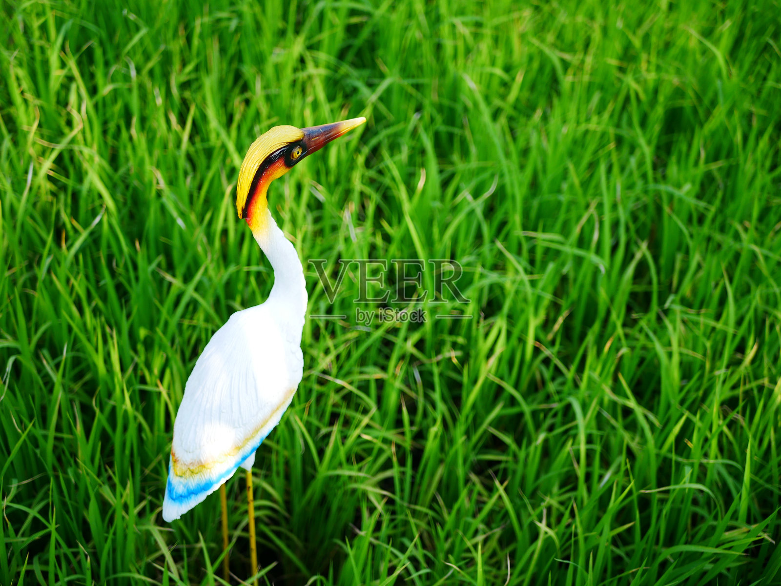 大白鹭阿尔巴水鸟在湿地狩猎照片摄影图片