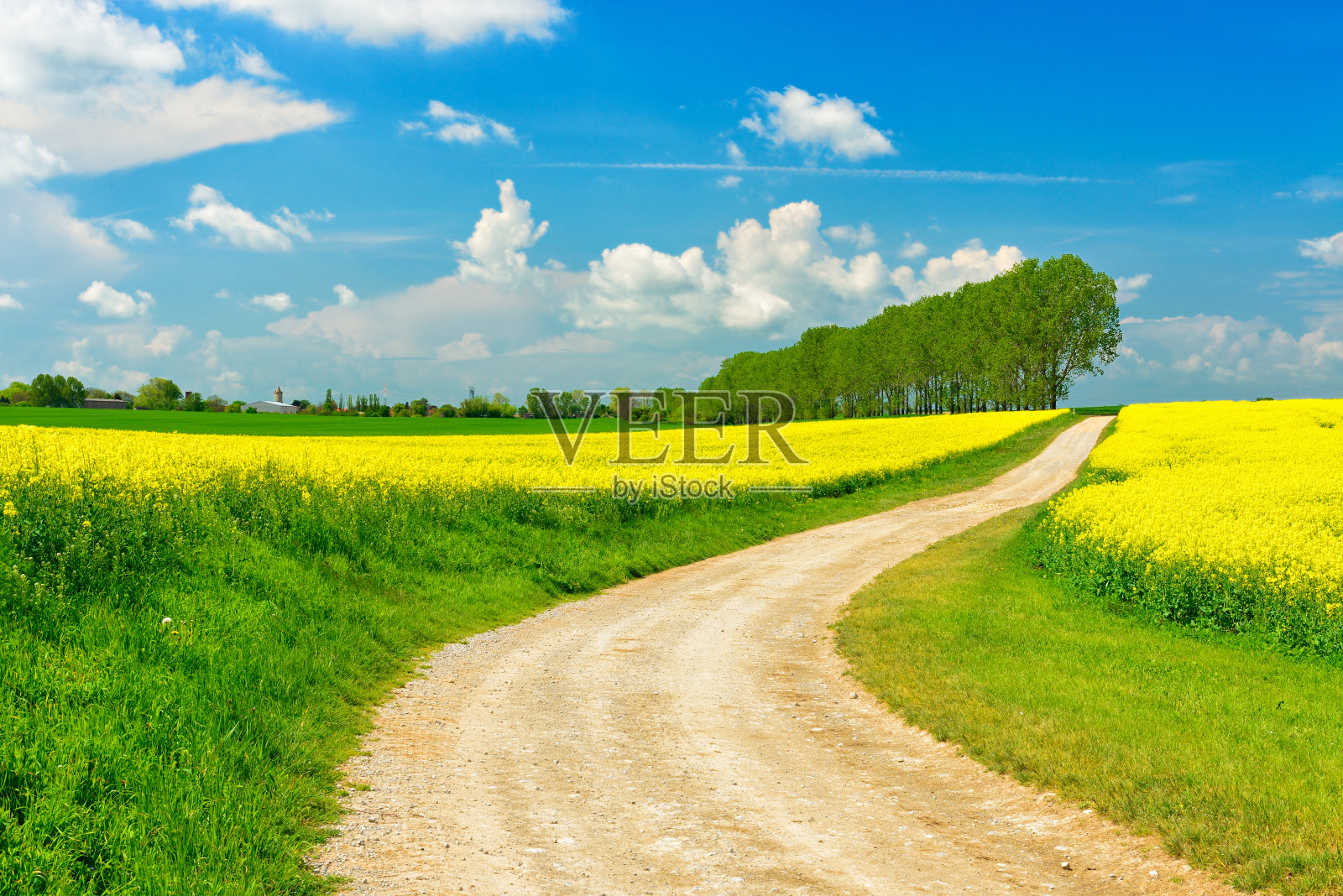 农业道路穿过油菜籽盛开的田野，蓝天白云照片摄影图片