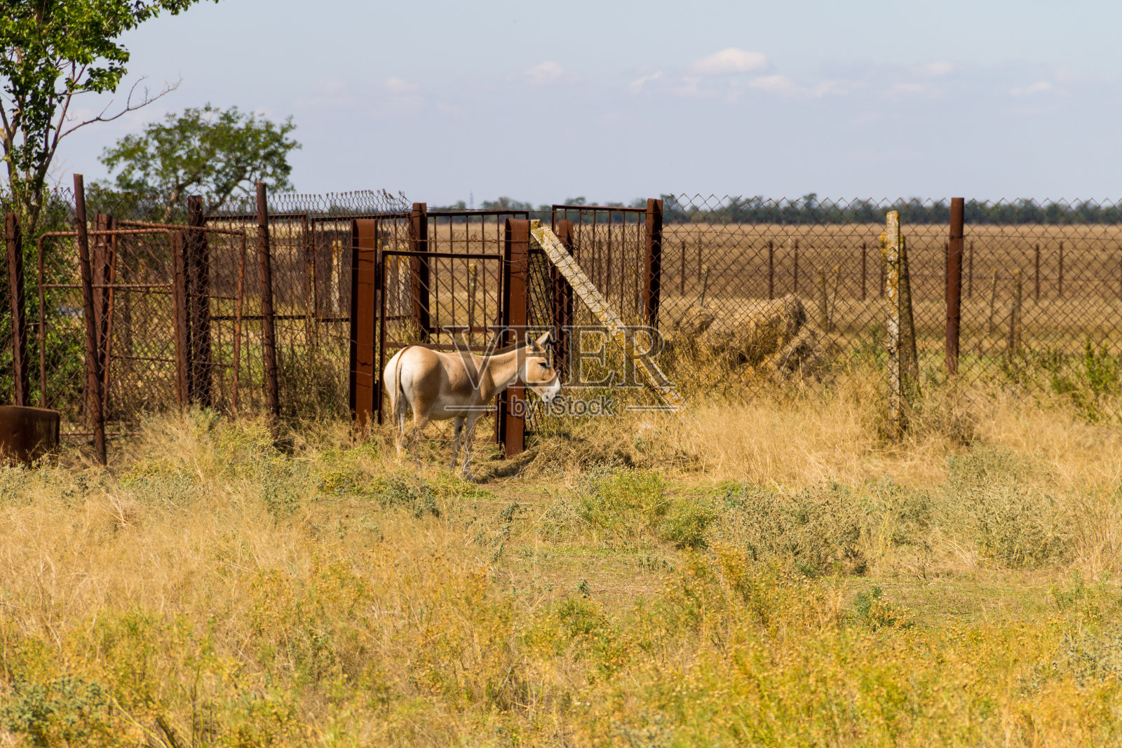 农家院子里的围场里的驴子照片摄影图片