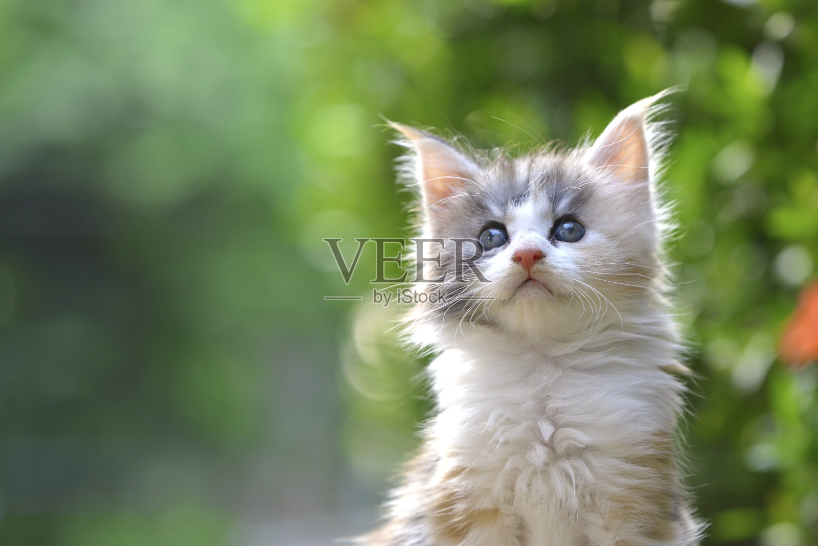 一个可爱的银补丁蓝眼睛小猫的特写坐在花园里的木地板上。可爱的猫与模糊的绿色背景照片摄影图片