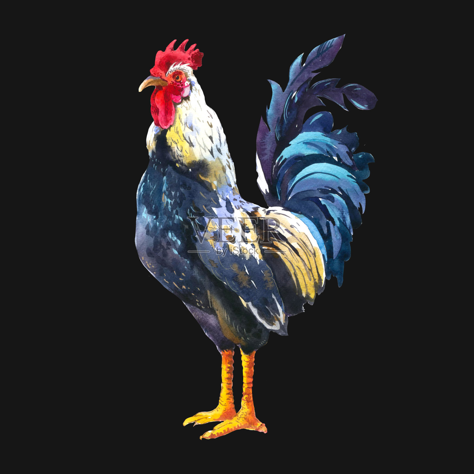 真实的插图多色公鸡在白色的背景。水彩手绘家禽。2017中国鸡年。有年份标志的海报插画图片素材