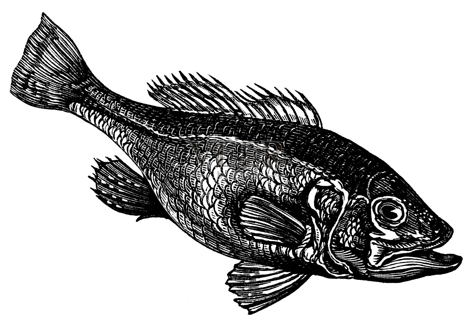 维多利亚时代的黑鲈鱼雕刻插画图片素材