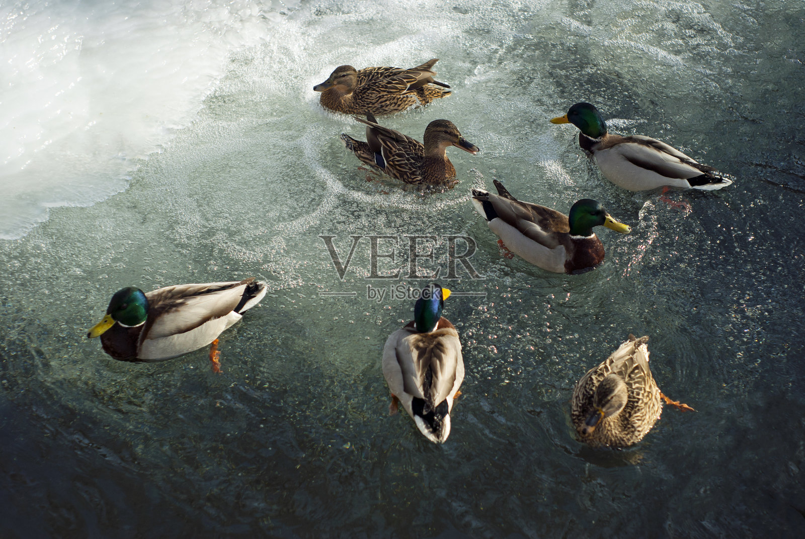 野鸭在冰面中间的开阔水域过冬照片摄影图片
