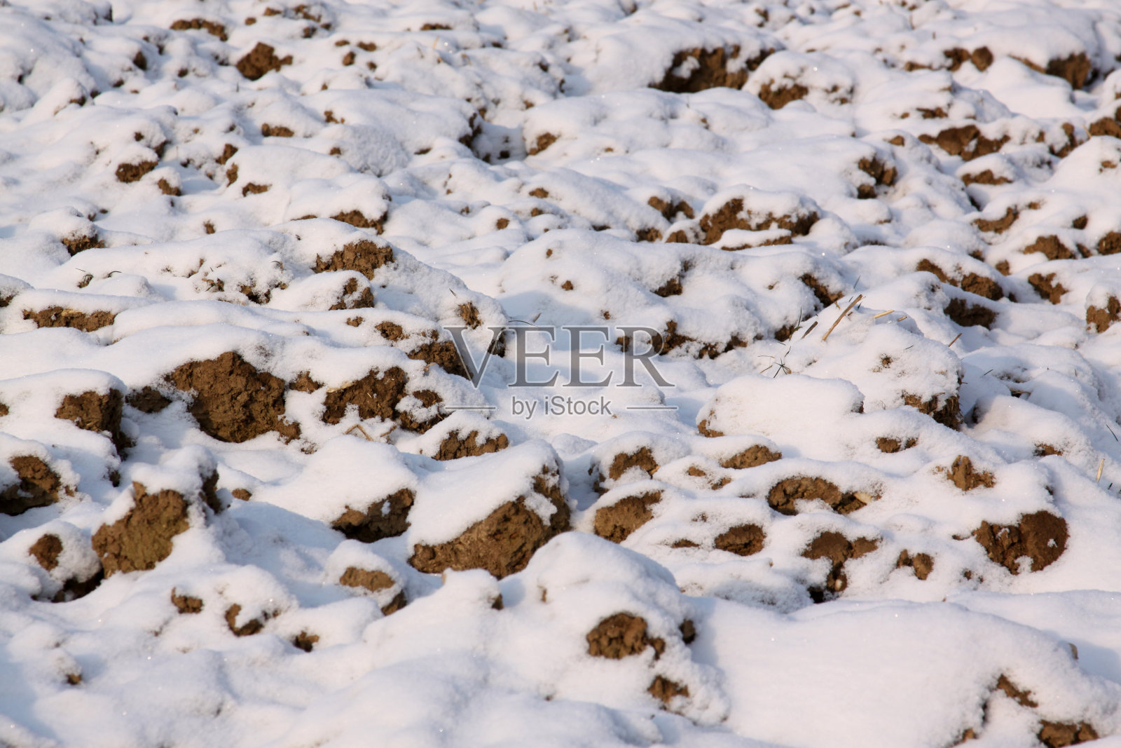 冬天被雪覆盖的田野，特写照片摄影图片