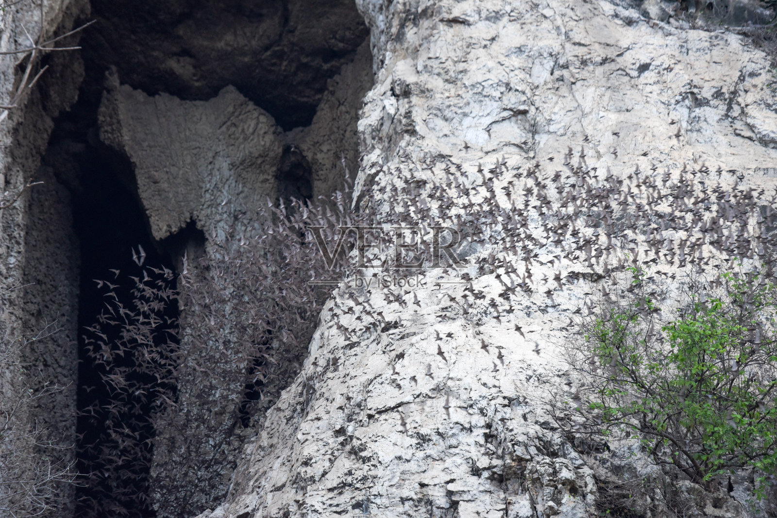 柬埔寨金森波山，蝙蝠排成一列飞行照片摄影图片