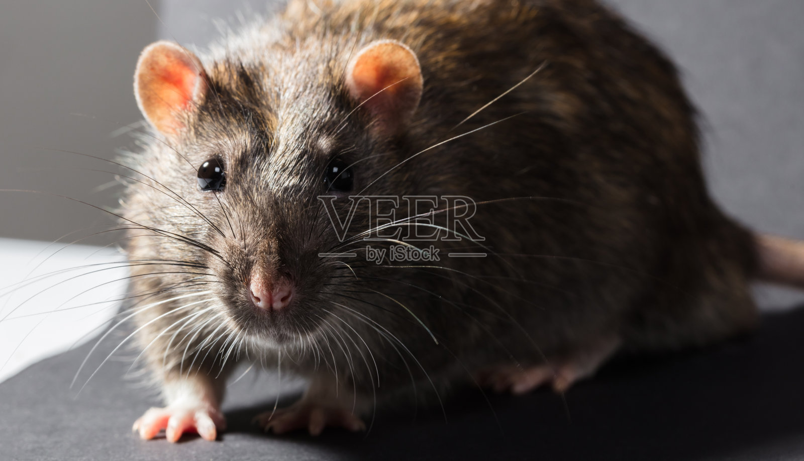 动物灰色老鼠特写照片摄影图片