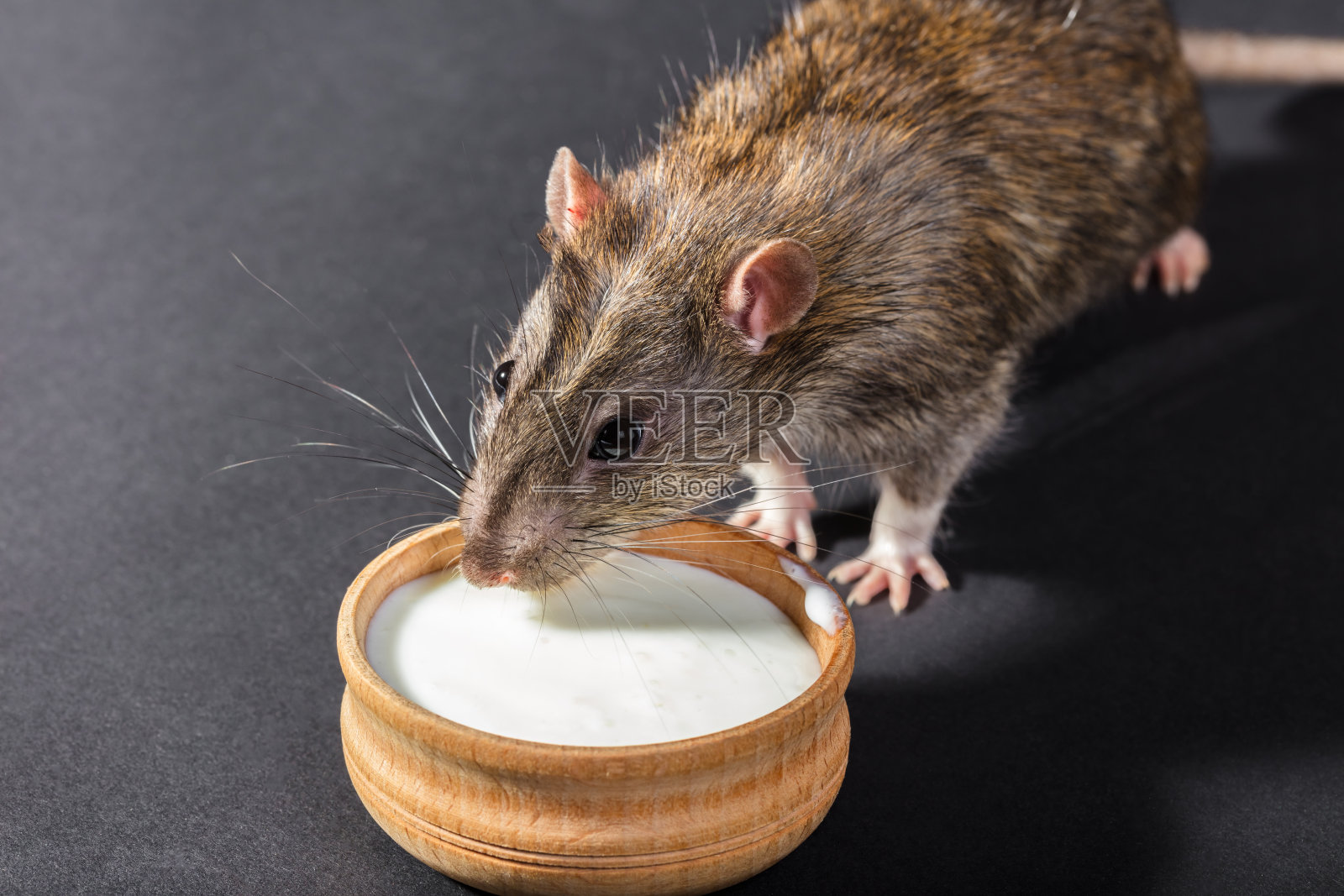 动物灰鼠进食照片摄影图片