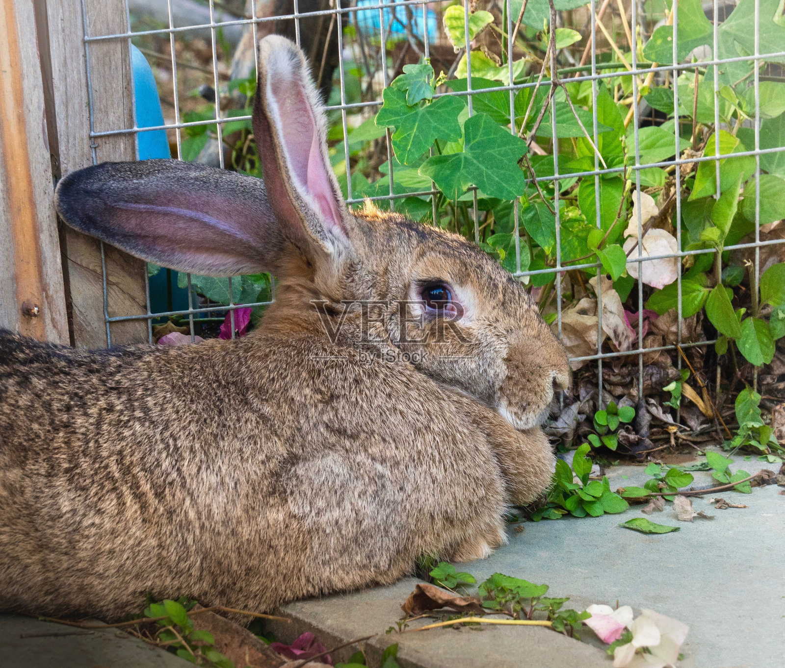 特写:可爱的佛兰德巨型兔子的肖像照片摄影图片