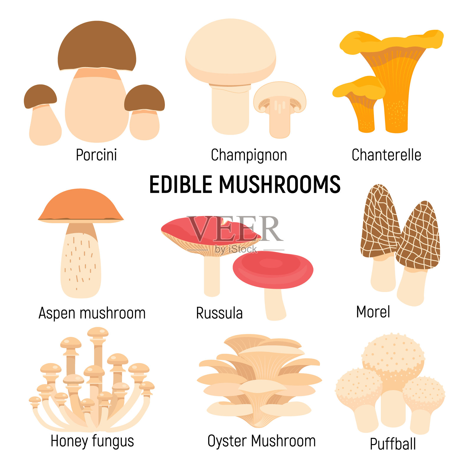 食用蘑菇。香茅，鸡油菌，牛肝菌，羊肚菌载体插图分离设计元素图片