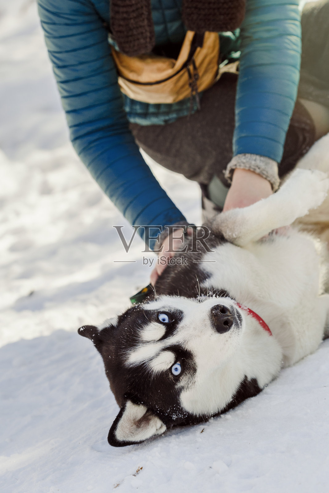 一个女人和她的哈士奇狗在雪地上玩照片摄影图片
